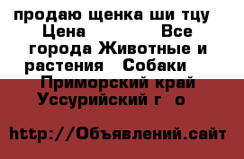 продаю щенка ши-тцу › Цена ­ 10 000 - Все города Животные и растения » Собаки   . Приморский край,Уссурийский г. о. 